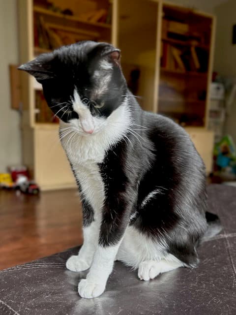 Chicklet - Domestic Short Hair