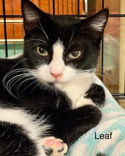 Leaf  Bean image 2