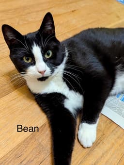 Leaf  Bean image 3