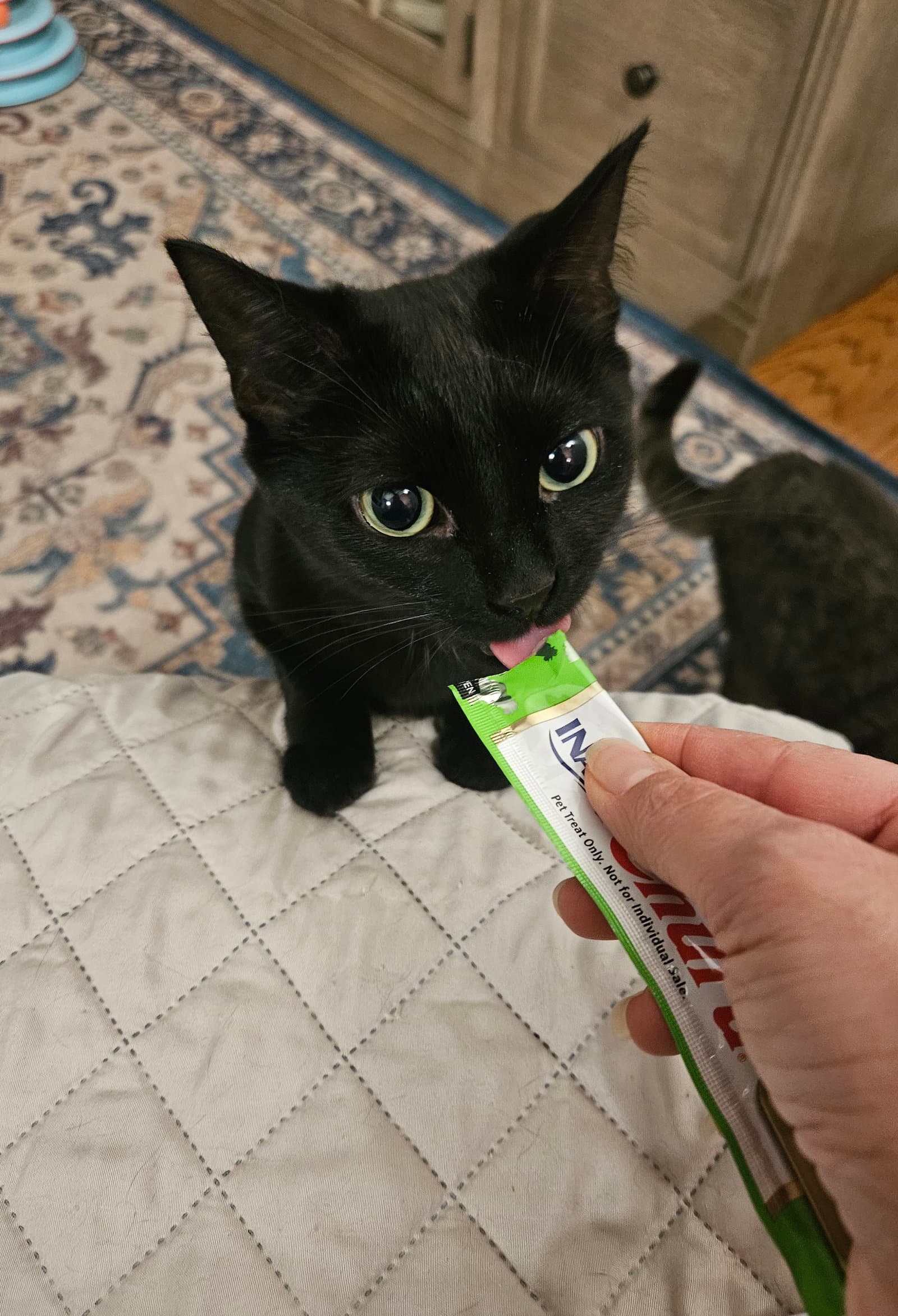 Honey - Domestic Short Hair