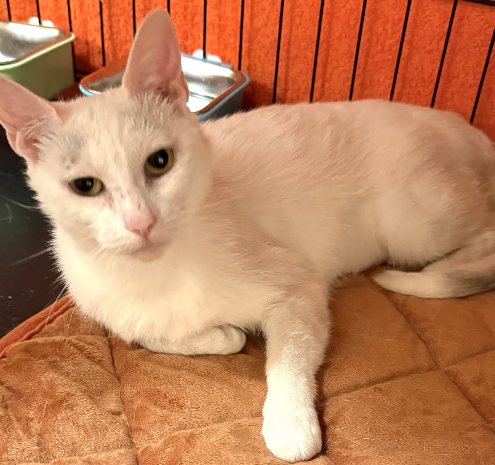 Snow White - Domestic Short Hair