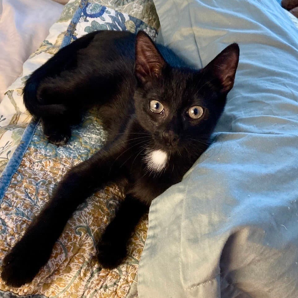 Vito - American Shorthair