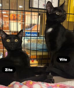Vito image 3