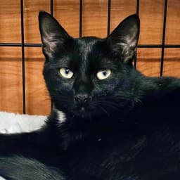 Vito image 2
