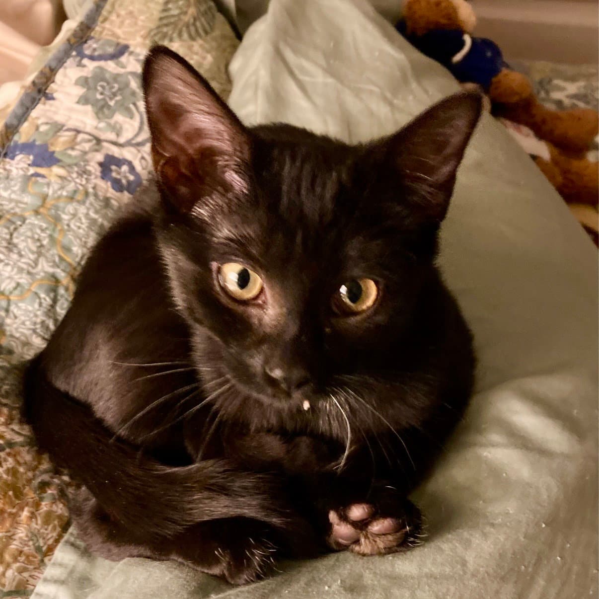 Zita - American Shorthair