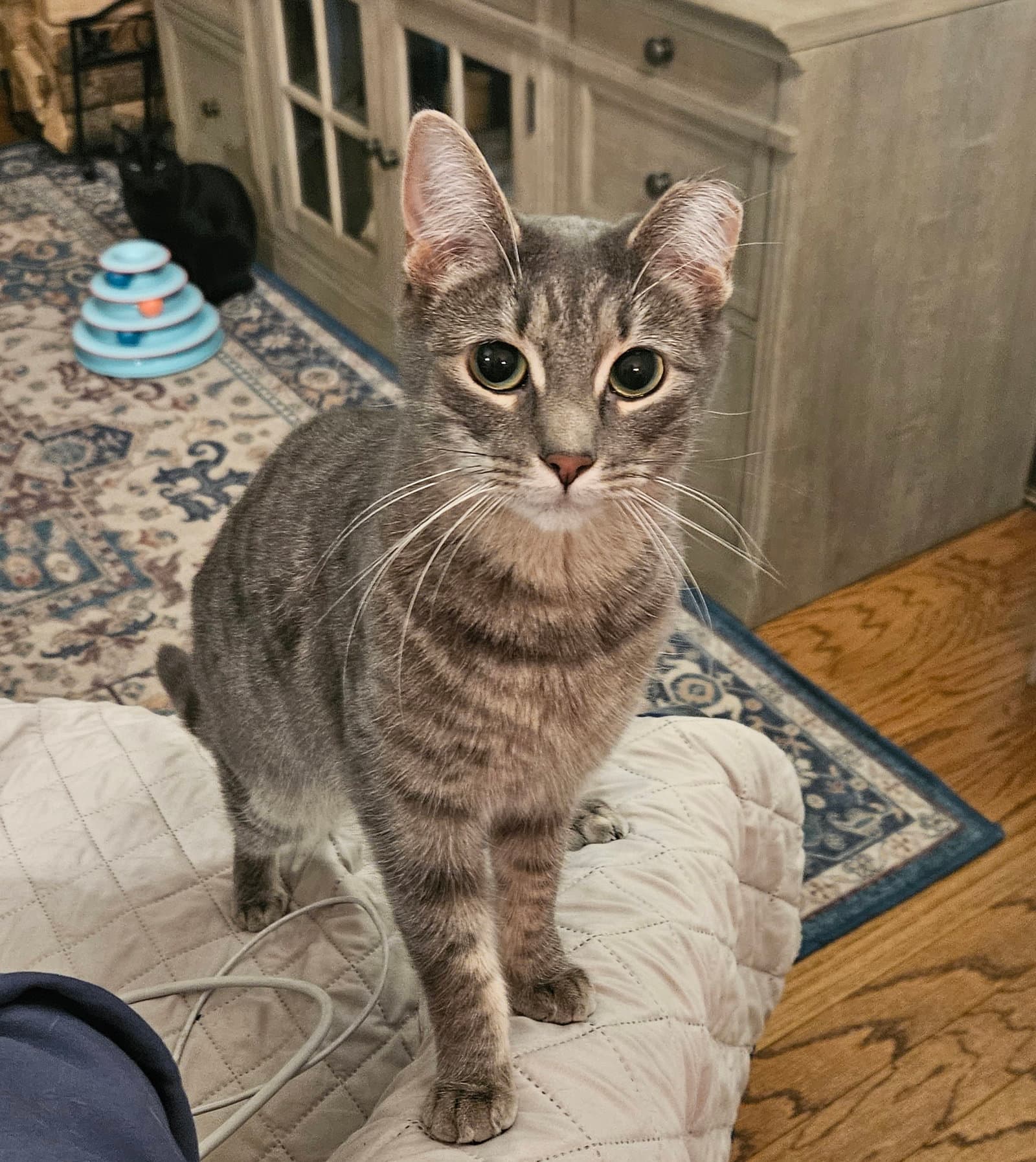 Suzie - Domestic Short Hair