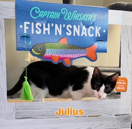 Julius - Domestic Short Hair