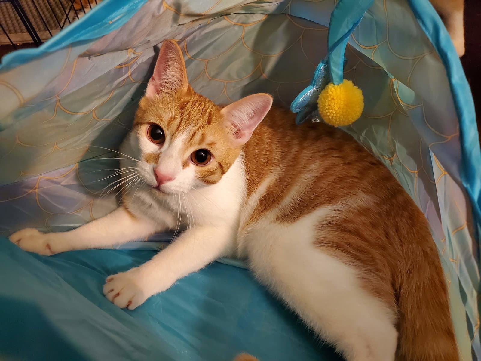 Muenster - Domestic Short Hair