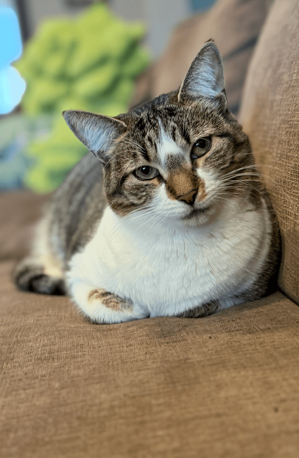 Fava - Domestic Short Hair