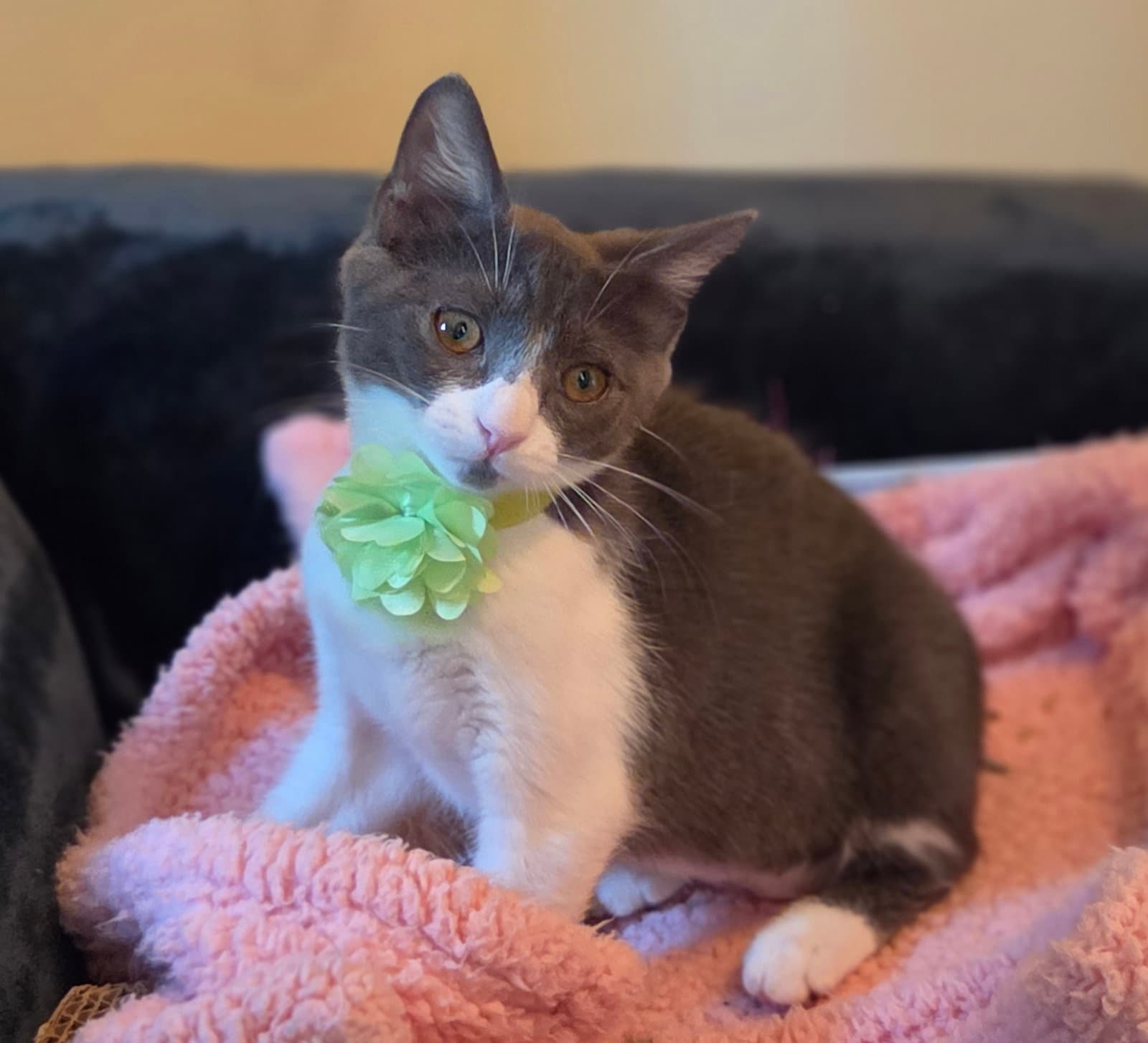 Kimchi - Domestic Short Hair
