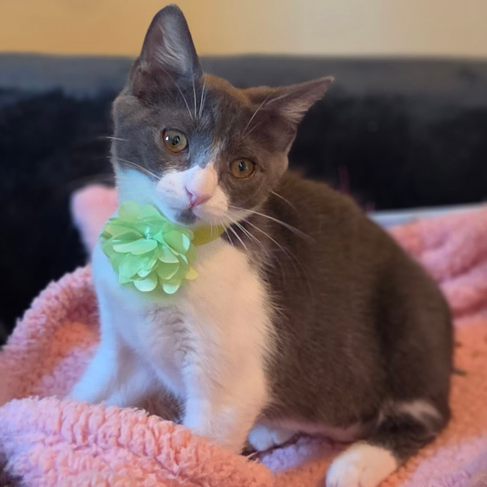 Kimchi - Domestic Short Hair