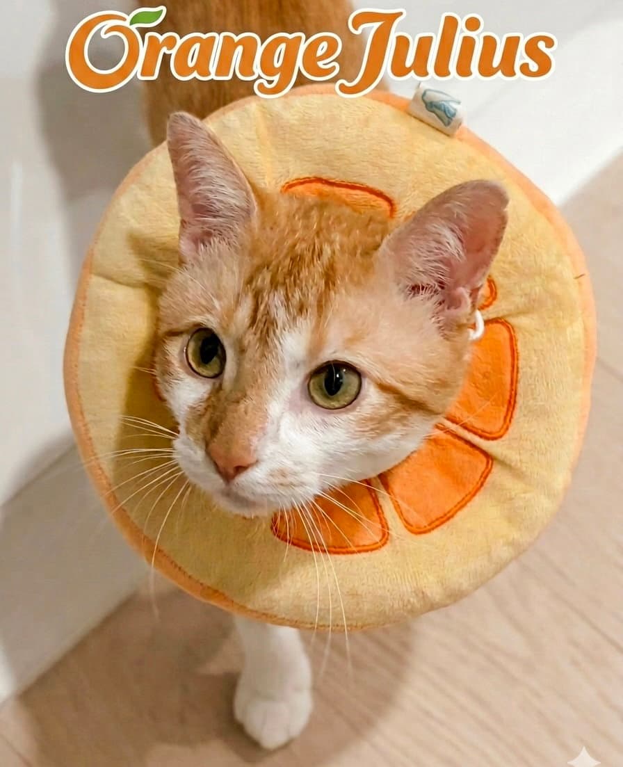 Orange Julius - Tabby
