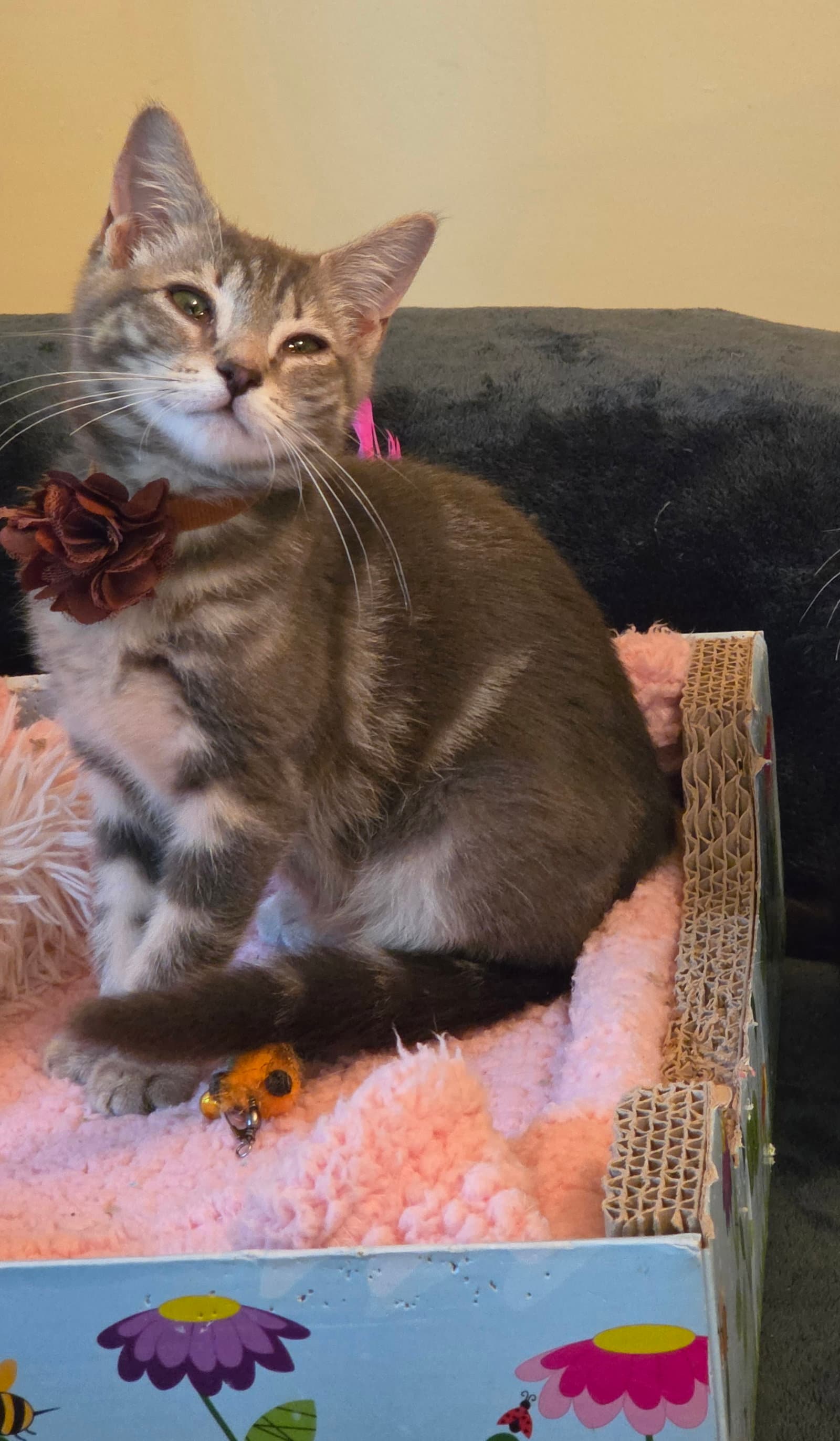 Tofu - Domestic Short Hair