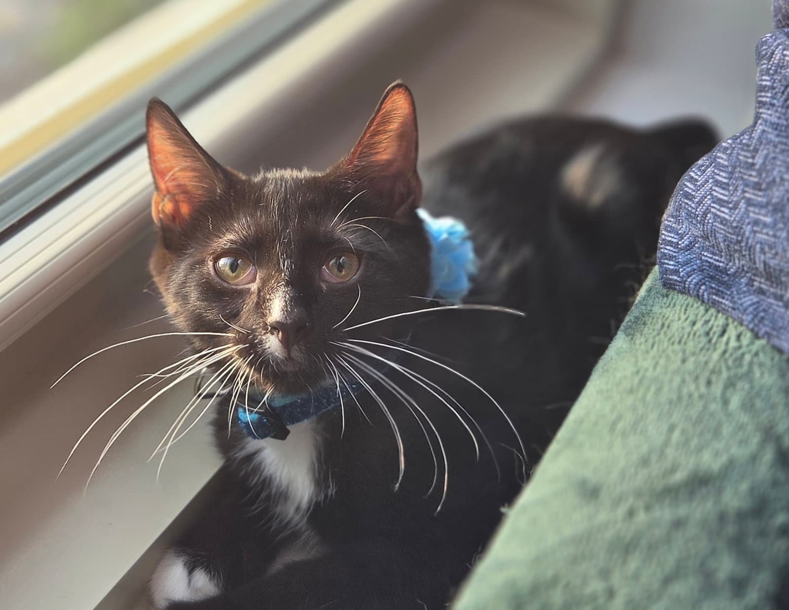Boba - Domestic Short Hair