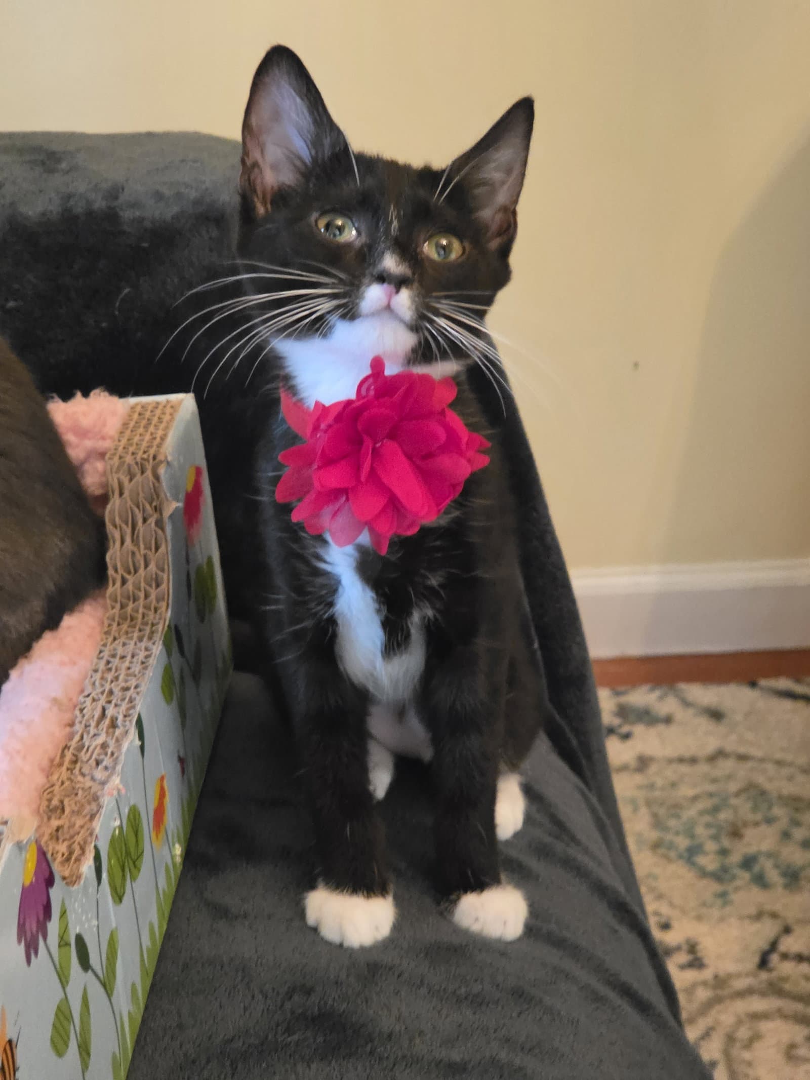Nori - Domestic Short Hair
