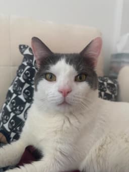 Meow Paw-Chino image 1