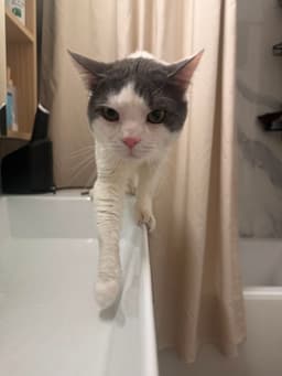 Meow Paw-Chino image 2