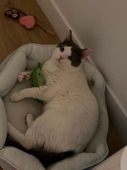 Meow Paw-Chino image 3
