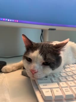 Meow Paw-Chino image 4