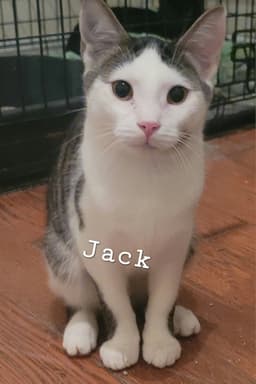 Jack image 1