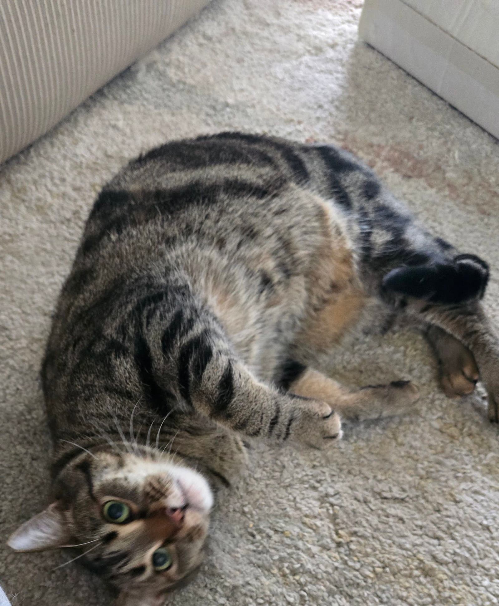 Gabe - Tabby