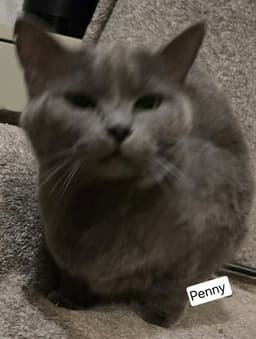 Penny image 1