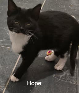 Hope image 1