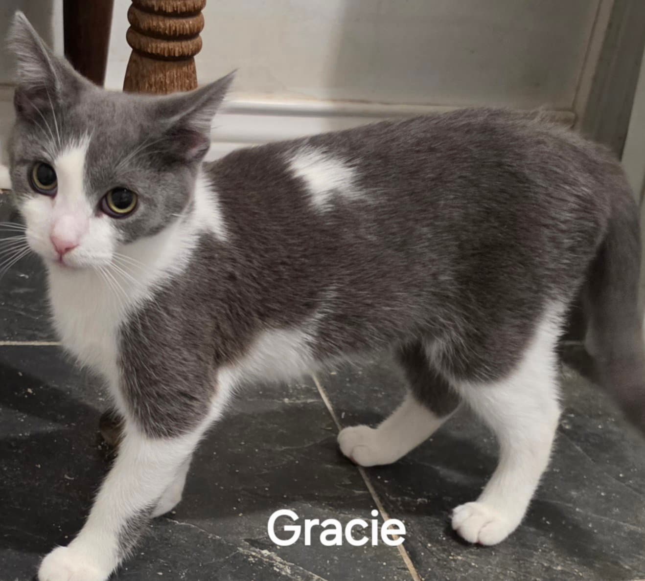 Gracie - Domestic Short Hair