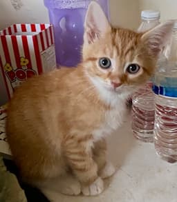 Joey image 1