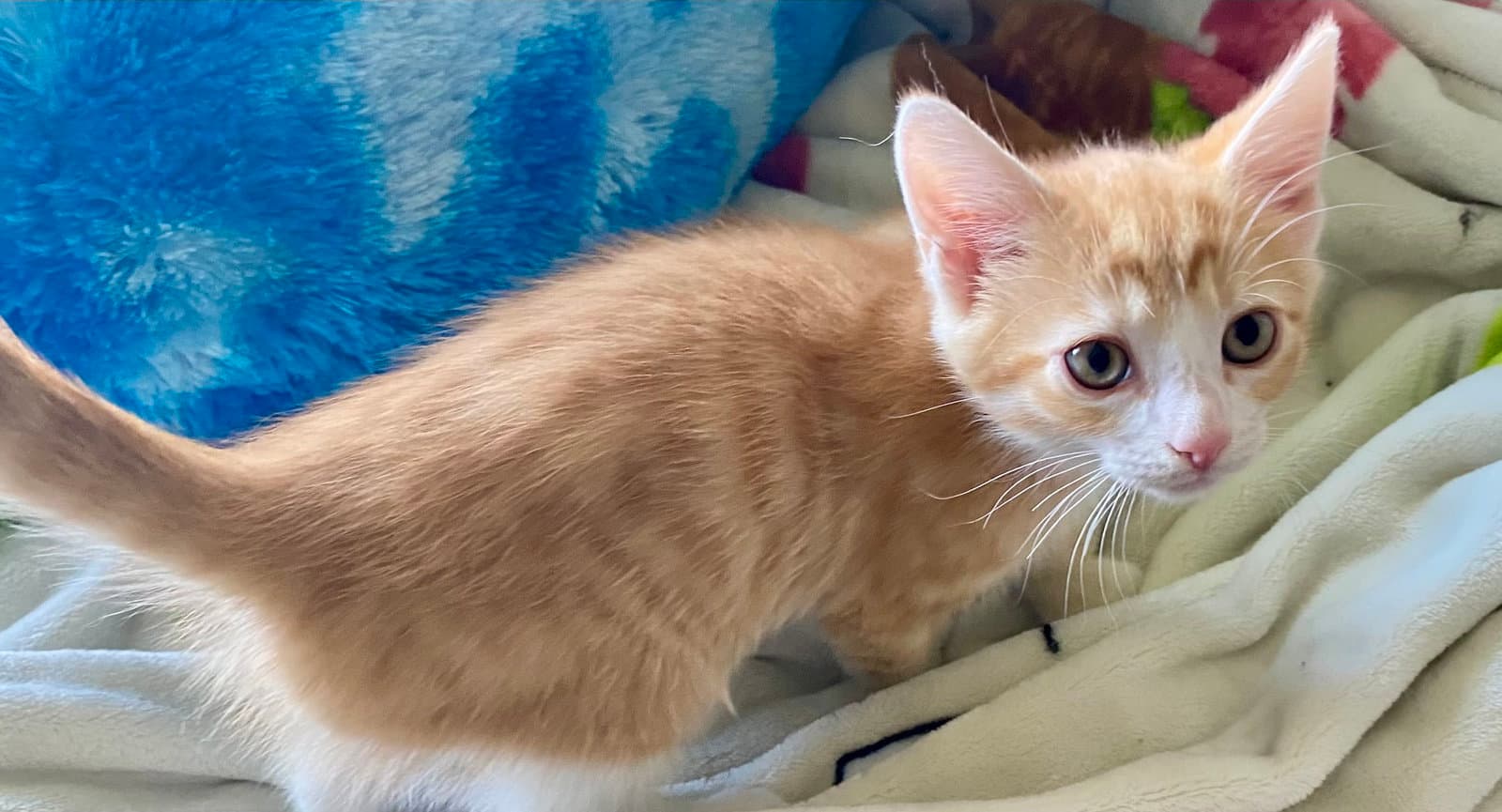 Ross - Domestic Short Hair