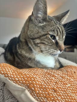 Caper  - Offered By Owner - Senior Inout image 2