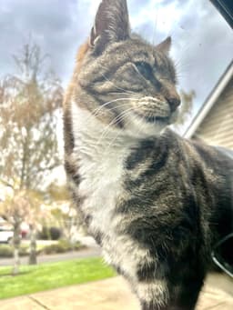 Caper  - Offered By Owner - Senior Inout image 3