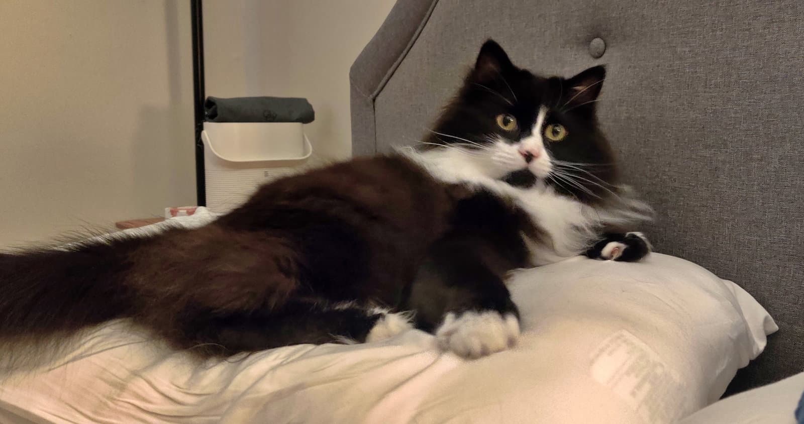 Elessar  - Offered By Owner - Fluffy Male Tux - Tuxedo