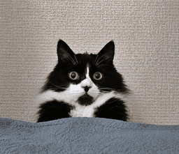 Elessar  - Offered By Owner - Fluffy Male Tux image 2