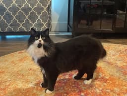 Elessar  - Offered By Owner - Fluffy Male Tux image 3