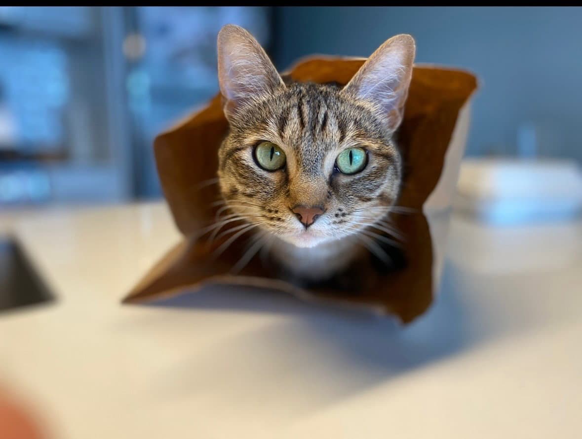 Lacey  - Offered By Owner -  Years - Tabby