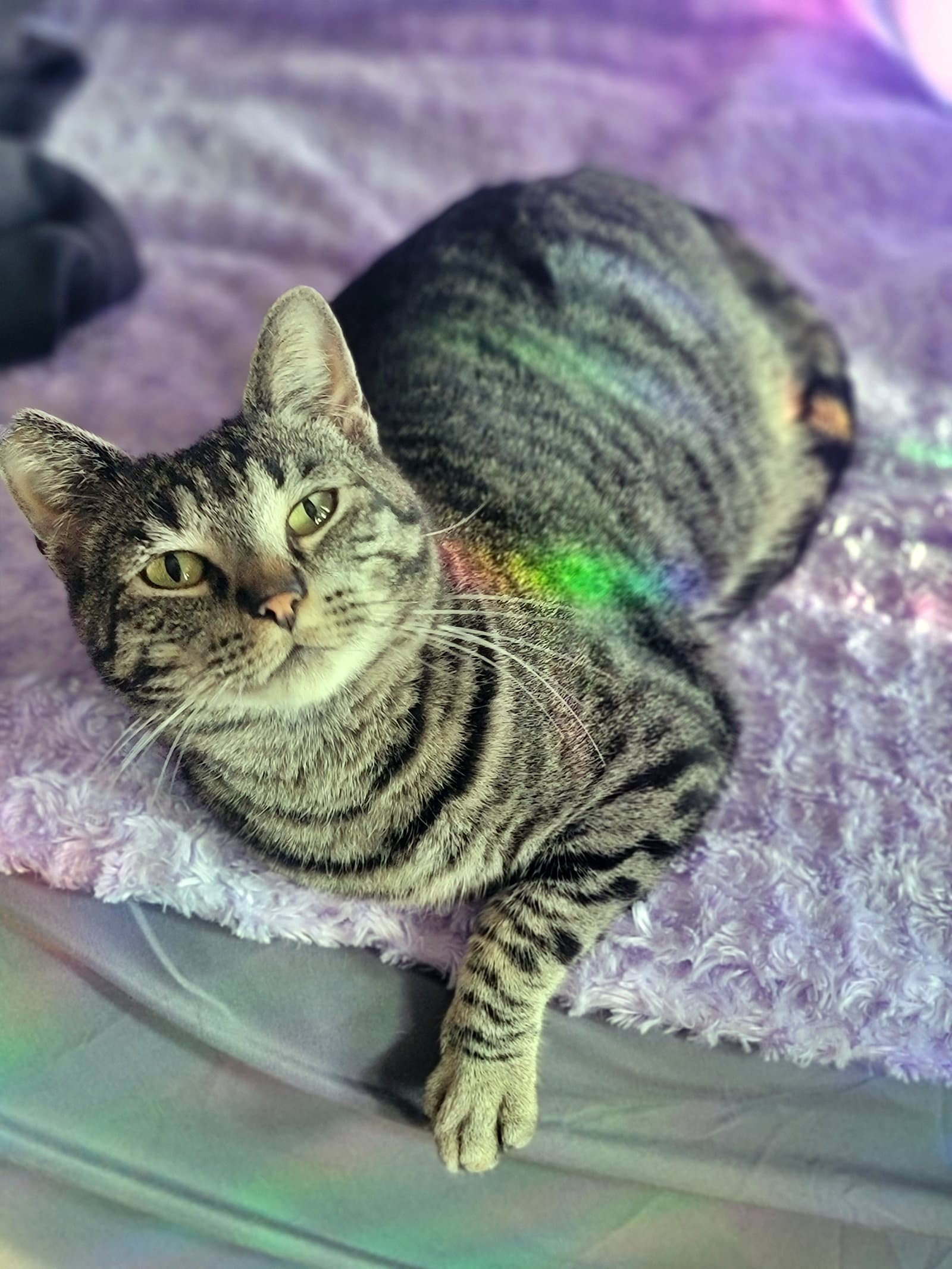 Pepper  - Offered By Owner - Domestic Short Hair