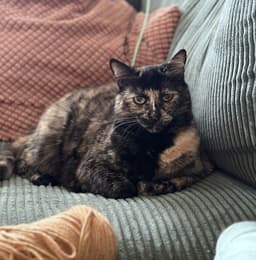 Tootsie  - Offered By Owner image 1