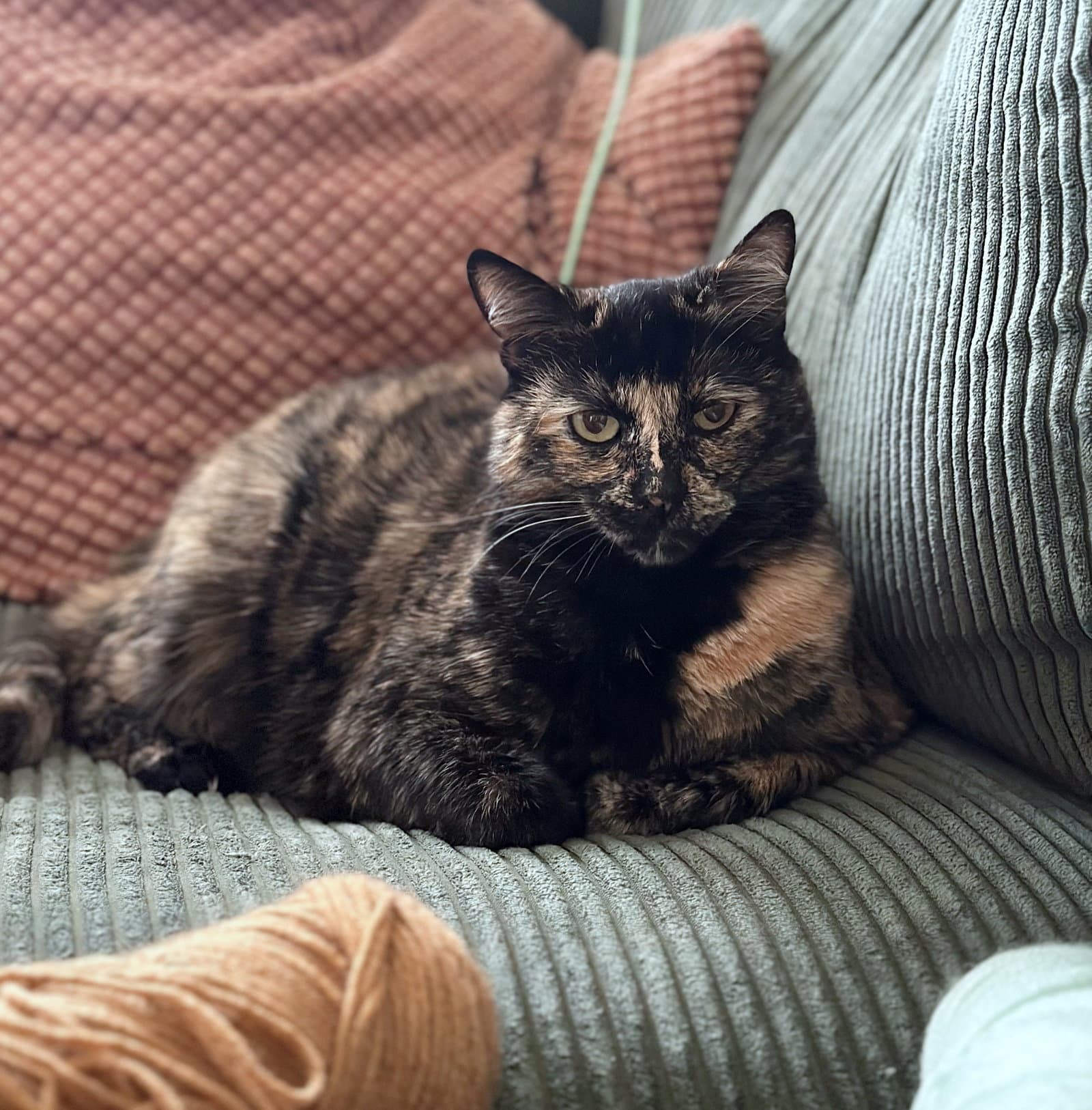 Tootsie  - Offered By Owner - Tortoiseshell