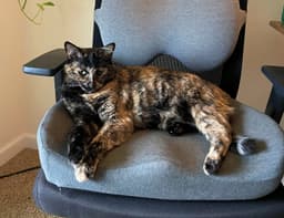 Tootsie  - Offered By Owner image 2