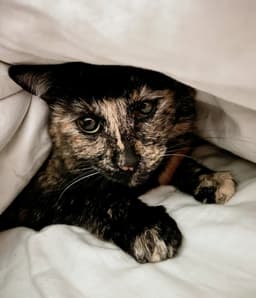 Tootsie  - Offered By Owner image 3