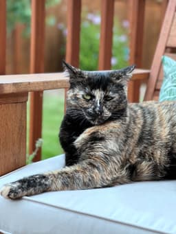 Tootsie  - Offered By Owner image 4