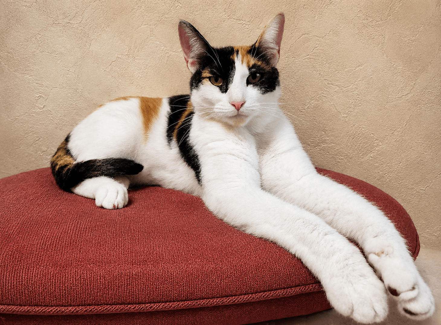 Grace - Calico