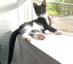 Finnick - Offered By Owner - Needs Calm image 1