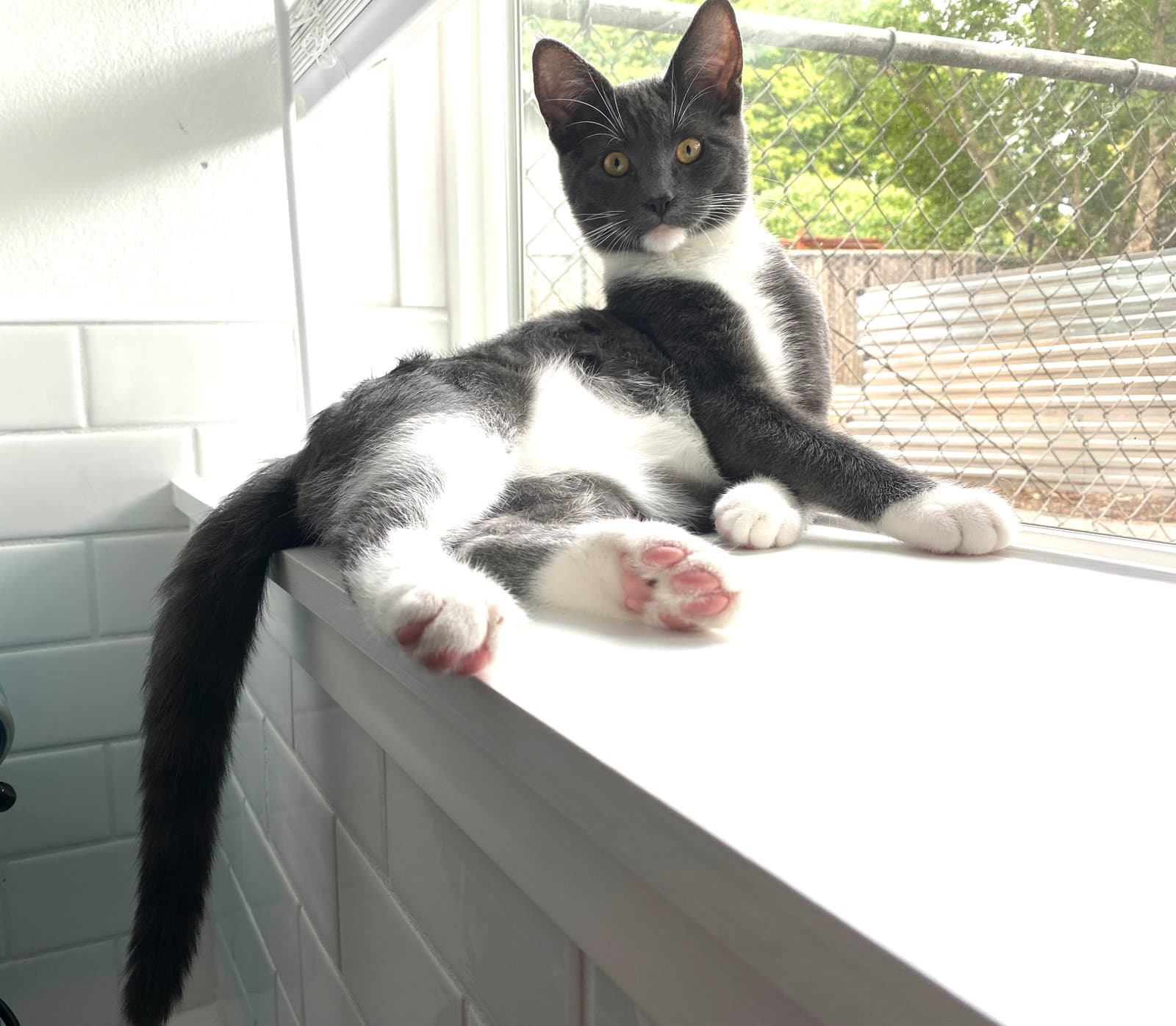 Finnick - Offered By Owner - Needs Calm - Domestic Short Hair