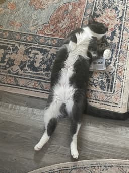 Finnick - Offered By Owner - Needs Calm image 2