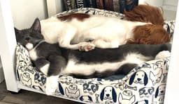 Finnick - Offered By Owner - Needs Calm image 3