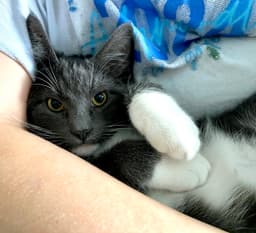 Finnick - Offered By Owner - Needs Calm image 4