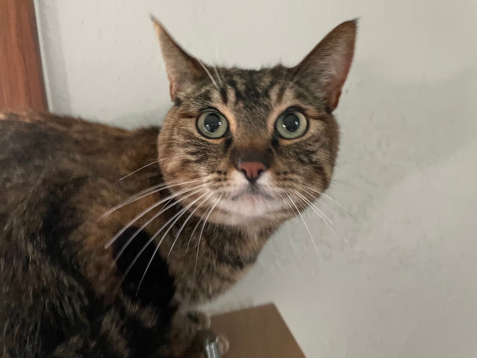 Xena  - Offered By Owner - Tabby