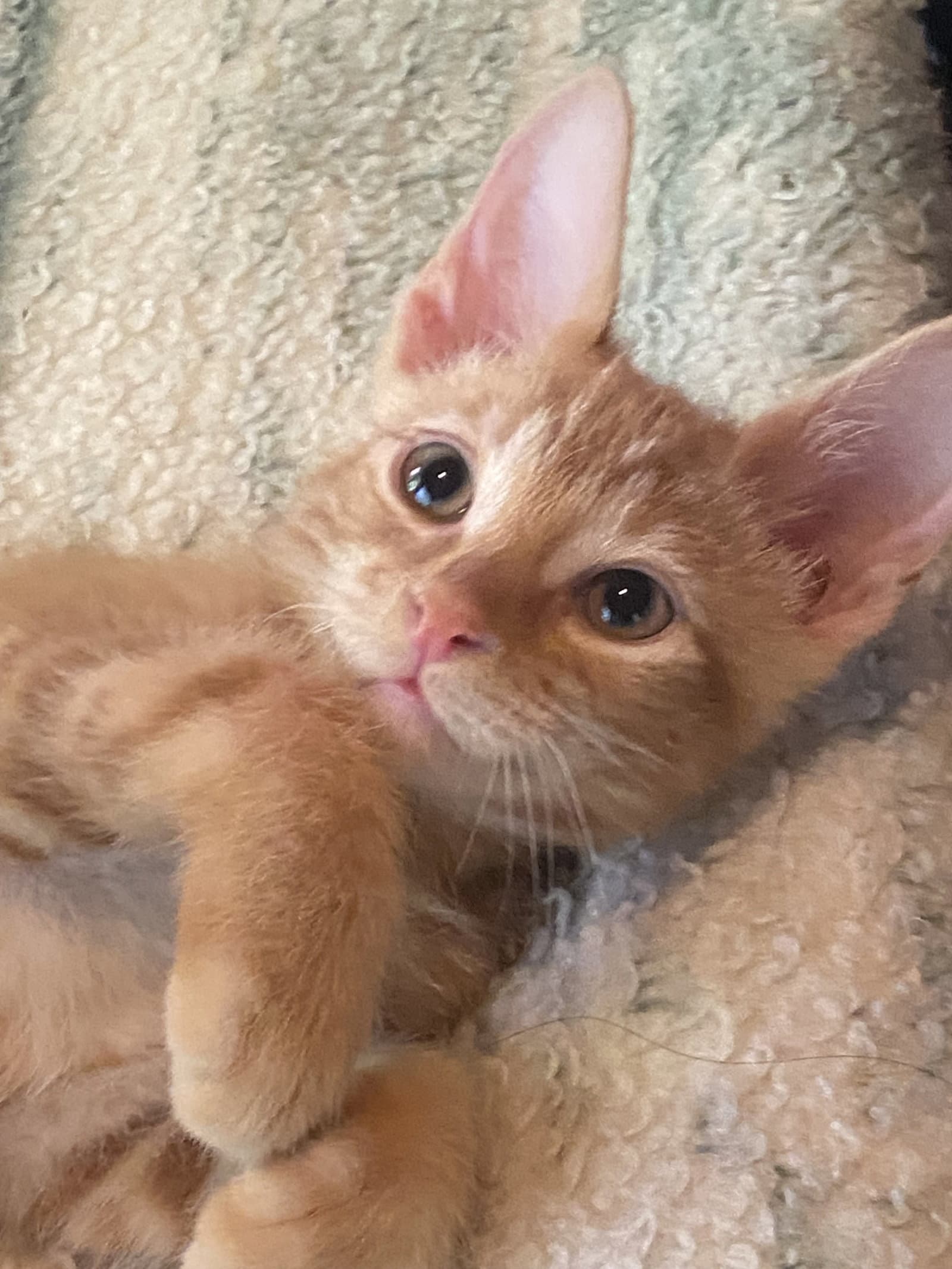 Boy Buddies - Kittens - Domestic Short Hair